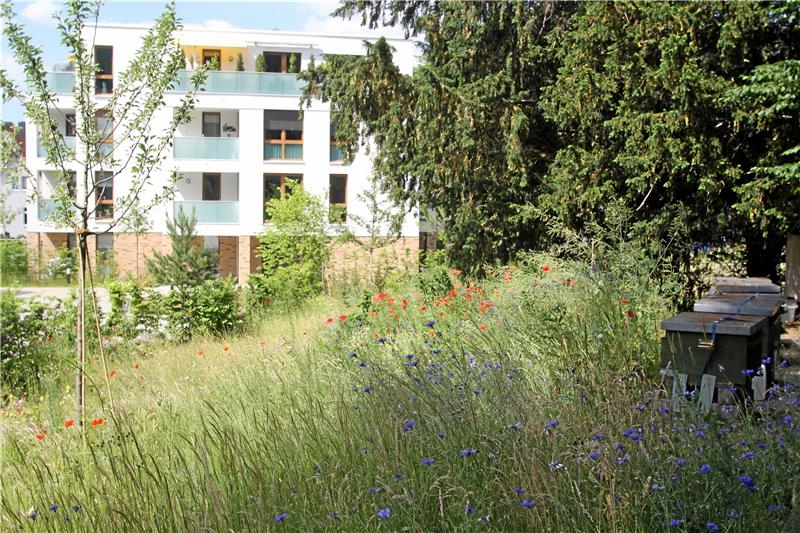 Naturnahe Parkanlage im Harzburger Krodotal Auf den Grünflächen des Schulenröder Wohnparks im Krodotal wiegen sich lange Gräser, Kornblumen und Klatschmohn im Wind, dazwischen stehen junge Obstbäume und im hinteren Bereich hat ein benachbarter Imker mehrere Bienenkästen aufgestellt. Foto: Nachtweyh