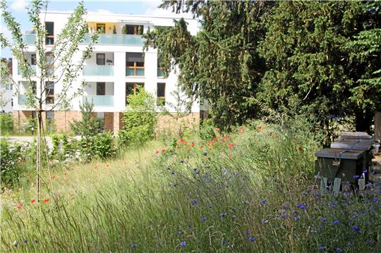 Auf den Grünflächen des Schulenröder Wohnparks im Krodotal wiegen sich lange Gräser, Kornblumen und Klatschmohn im Wind, dazwischen stehen junge Obstbäume und im hinteren Bereich hat ein benachbarter Imker mehrere Bienenkästen aufgestellt. Foto: Nachtweyh