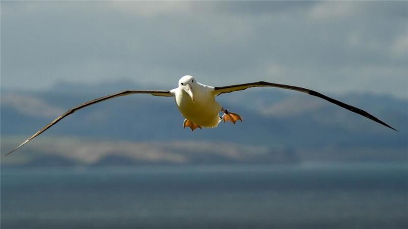 Subantarktis: Australien vervierfacht Meeresschutzgebiet Auf den Heard- und McDonaldinseln leben viele Albatrosse. (Symbolbild)