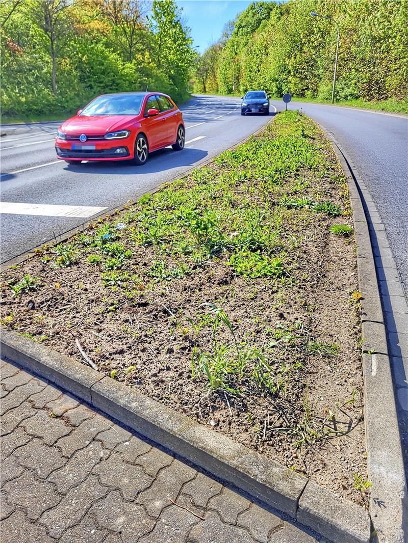 Blumenpracht auf Goslars Straßen: Muss sie demnächst weichen? Auf den Verkehrsinseln und Mittelstreifen auf der Von-Garßen-Straße wurde für eine Blumenwiese ausgesät, um die Pflege zu vereinfachen. Foto: Roß