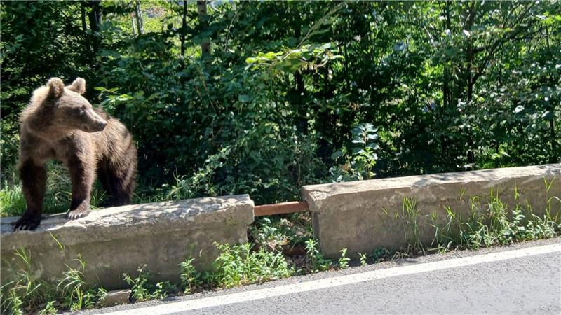 Karpaten: Bären rücken Menschen auf den Pelz Auf der Bergstraße Transfagarasan durch die rumänischen Karpaten begegnet man Bären auf Schritt und Tritt.