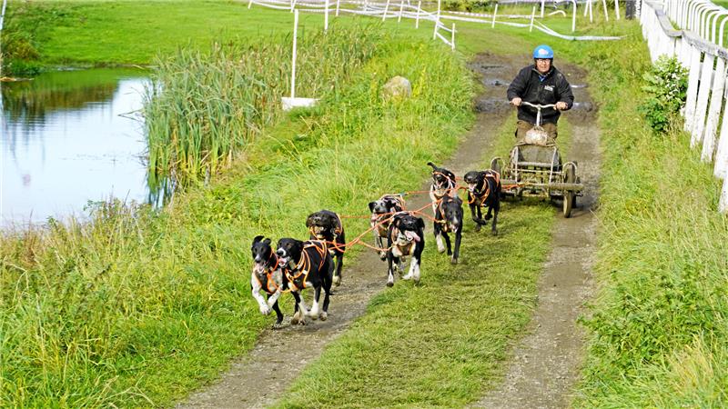 Schlittenhunde erobern die Bad Harzburger Galopprennbahn Auf der Galopprennbahn laufen beim Luchstrail Zughunde, statt Pferde.