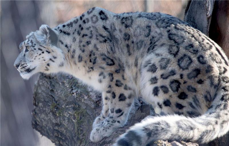 Zählung in Indien: Derzeit mehr als 700 Schneeleoparden Auf der Roten Liste der Weltnaturschutzunion als «gefährdet» gelistet: der Schneeleopard.