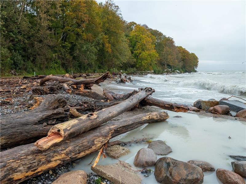 Großes Aufräumen nach Sturmflut mit Millionen-Schäden Auf der Strandpromenade in Sassnitz wurde in der Nacht zu Samstag Treibholz angespült.