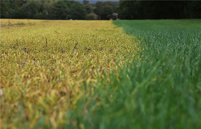 Glyphosat: Was es mit dem Mittel auf sich hat Auf die frischen grünen Blätter wurde ein Totalherbizid mit dem Wirkstoff Glyphosat ausgebracht. Dadurch sterben die grünen Pflanzen ab (links) und verfärben ihre Blätter charakteristisch gelb.