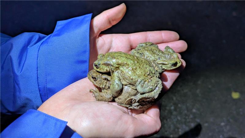Freiwillige retten liebestolle Kröten in Bad Harzburg Auf diese drei herumwandernden Tiere macht die Helfer am Donnerstagabend ein Passant aufmerksam.