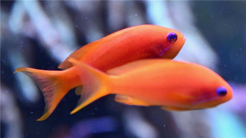 Auf diesem Foto fällt das Zählen nicht schwer: Es sind zwei Fische.