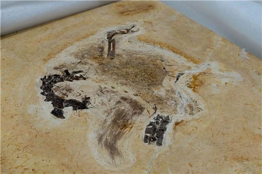 Auf diesem vom brasilianischen Wissenschaftsministerium zur Verfügung gestellten Bild ist das Fossil des Sauriers Ubirajara jubatus zu sehen, als es im Museum Cariri ankommt.
