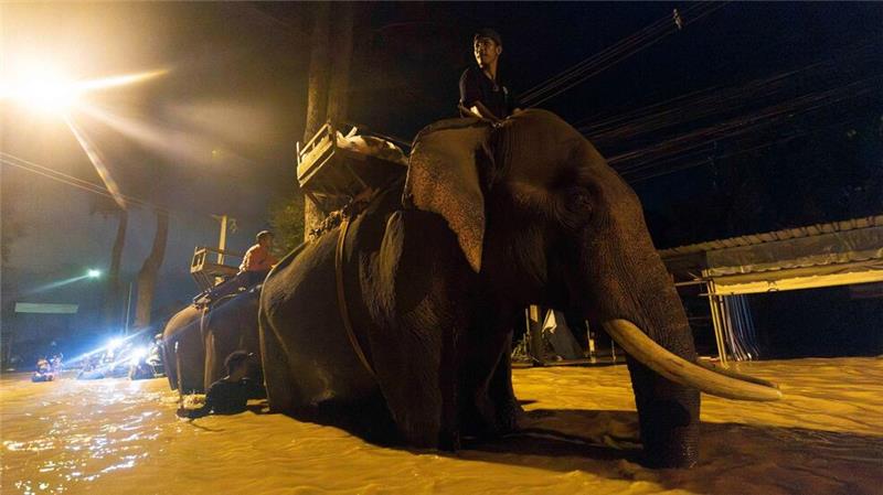 Auf einem Elefanten bringt ein Mönch in Thailand Hilfsgüter (Foto aktuell).