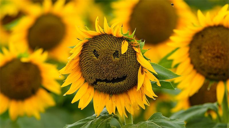 Auf einem Feld in der Nähe von Lawrence in den USA ist während es regnet ein Smiley auf einer Sonnenblume zu sehen.