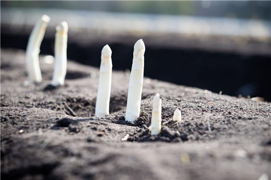Auf einem Feld von einem Spargelhof wächst Spargel.