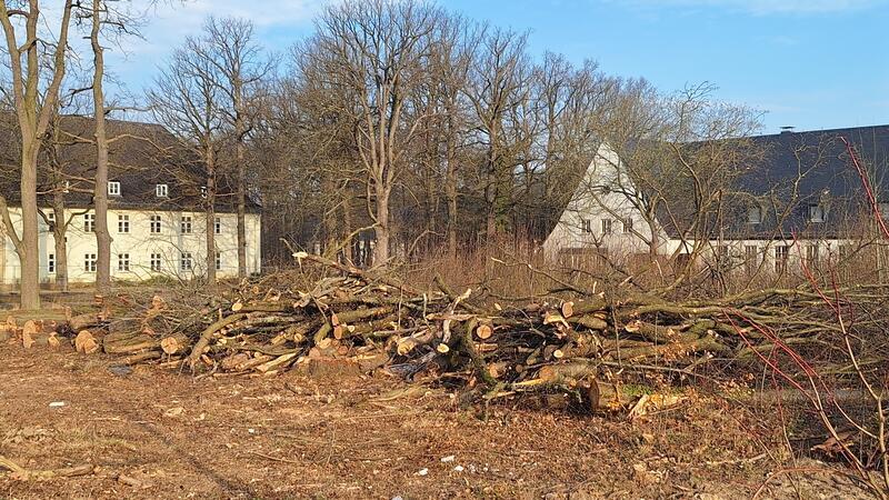 Grünes Licht für Kleinholz an der Goslarer Walter-Krämer-Straße Auf einem Privatgrundstück an der Walter-Krämer-Straße wurden zahlreiche Bäume gefällt.
