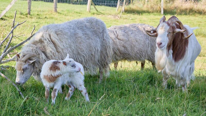 Halb Schaf, halb Ziege - mutmaßliche Schiege geboren Auf einem Resthof im nördlichen Schleswig-Holstein ist sehr wahrscheinlich ein sehr seltenes Mischwesen geboren worden - eine Schiege.