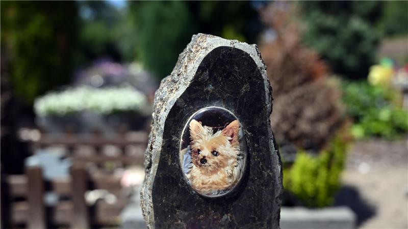 Auf einem Tierfriedhof liegen viele geliebte Haustiere begraben.