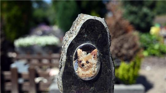 Auf einem Tierfriedhof liegen viele geliebte Haustiere begraben.