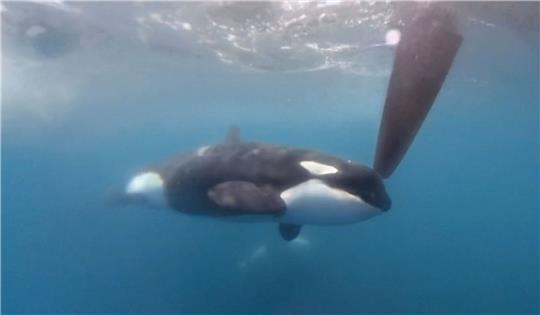 Auf einem Videobild bewegt sich ein Orca an einem Ruder der Hochsee-Segelyacht des Teams JAJO, das am Ocean Race 2023 im Juni teilnimmt.