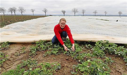 Auf einem ihrer Erdbeerfelder in der Nähe der Gielder Kreuzung steht Karola Vorlop und sieht die blühenden Pflanzen. Anfang Mai werden die ersten polnischen Saisonarbeiter eintreffen, um das Pflücken der Früchte zu übernehmen. Foto: Jambrek
