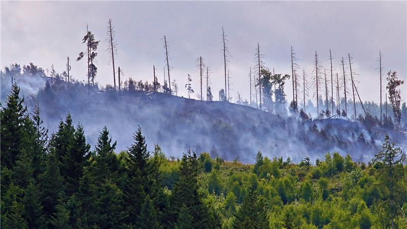 Auf einer Fläche von acht Hektar abschüssigem Waldboden brennt es Ende Juni eine Woche lang.