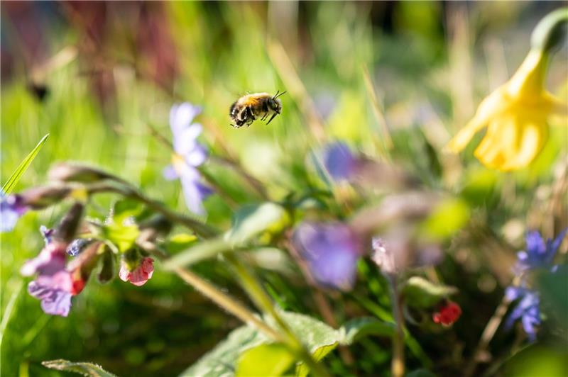 Mehr Wildnis wagen: Privatgärten können Naturparadies werden Auf einer natürlichen Blumenwiese von der Fläche eines Basketballfelds können etwa 60.000 Insekten leben.