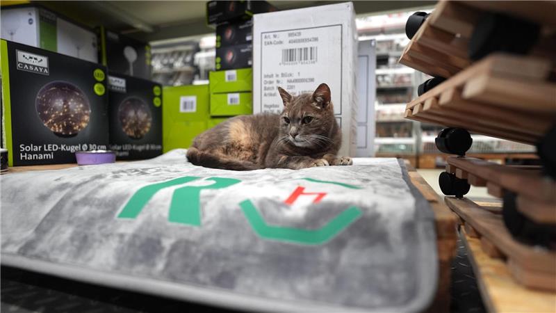 Katze Lotti wohnt in Plöner Baumarkt Auf ihrer Decke zwischen Paletten und Regalen macht es sich Lotti gerne gemütlich.