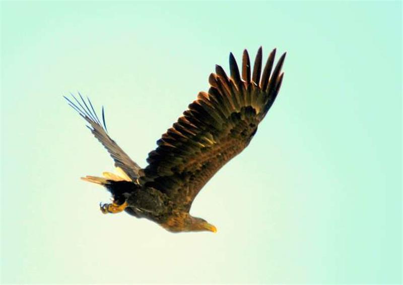 Auf mächtigen Schwingen unterwegs: ein Seeadler über Isingerode, fotografiert von GZ-Leser Manfred Mund.