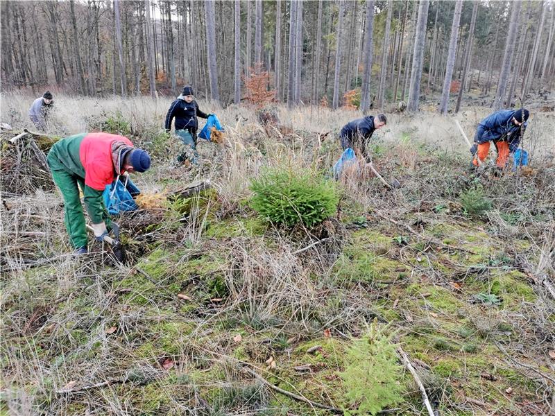 Aufforsten, was Orkane und Käfer vernichtet haben: In den drei Tessner-Wäldern setzen Arbeiter junge Pflanzen in die Erde.  Foto: Tessner-Gruppe