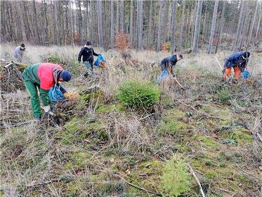 Aufforsten, was Orkane und Käfer vernichtet haben: In den drei Tessner-Wäldern setzen Arbeiter junge Pflanzen in die Erde.  Foto: Tessner-Gruppe