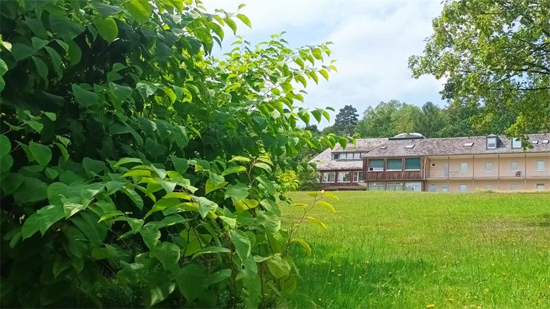 Ein Busch ist zu sehen, eine grüne Wiese und im Hintergrund ein Gebäude.