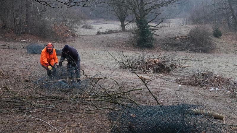 Zwei Personen in Arbeitskleidung rollen auf einem kahlen, mit Ästen bedeckten Feld ein Drahtgitter aus.