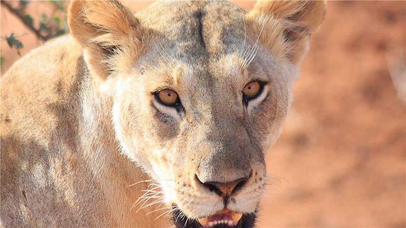 Auge in Auge mit der Königin der Tiere - der Safari-Kalender zeigt verschiedene Tiere Kenias teilweise ganz nah.