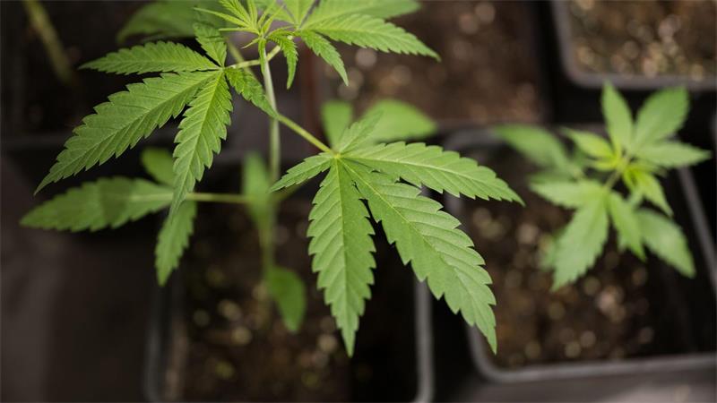 Aus Hanf-Pflanzen wie diesen lässt sich Cannabis gewinnen. (Symbolfoto)
