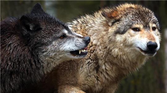 Aus Sicht der Jäger muss die Küste eine wolfsfreie Zone sein, damit der Küstenschutz durch Schafe und Weidetierhaltung weiterhin möglich ist. Foto: dpa