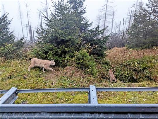 Aus dem Auto heraus fotografiert: Eine Luchsin mit einem Jungtier hat sich an der Steilen-Wand-Straße zwischen Torfhaus und Altenau vor dem herannahenden Fahrzeug hinter den Leitplanken in Sicherheit gebracht. Foto: Nitschke