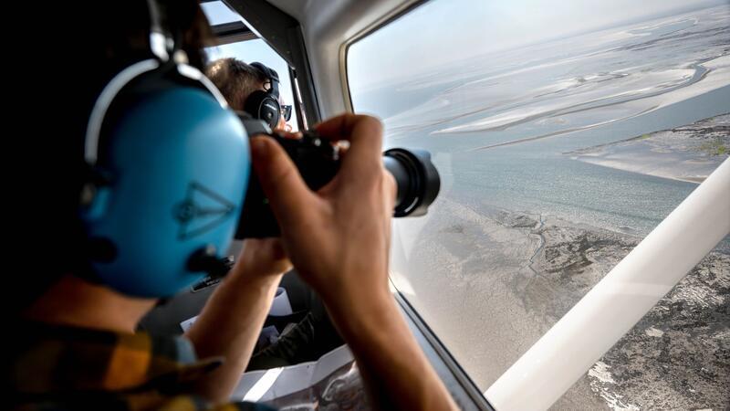 Aus der Luft zählen und fotografieren Experten Alt- und Jungtiere, die sich bei Ebbe ausruhten.