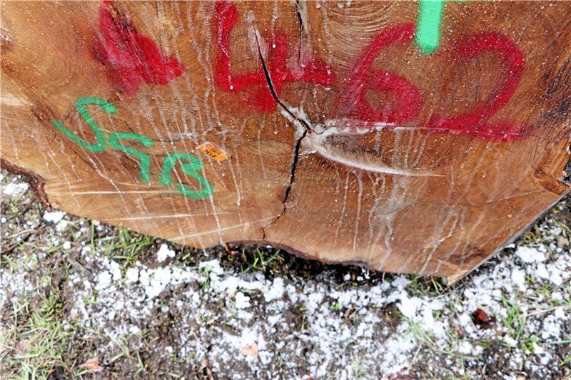 Aus diesem Eichenstamm werden Fässer gefertigt. Der neue Besitzer hat ihn mit Paraffin eingeschmiert, damit er nicht unkontrolliert Feuchtigkeit verliert. Foto: Gereke