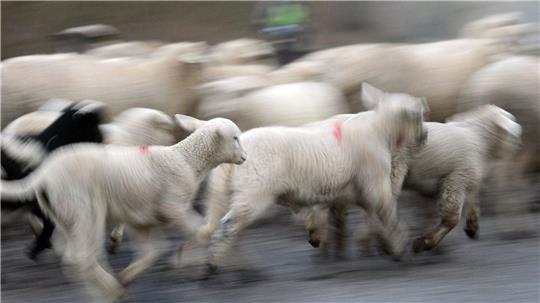 Ausgebüxte Schafe erobern eine Skaterbahn für sich. (Symbolbild)