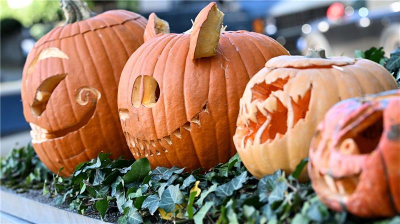 Kürbis-Boom: Pumpkin ist populär Ausgehöhlte Kürbisse mit gruseligen Fratzen in einem Vorgarten in Frankfurt am Main. (Archivbild)