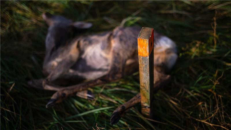 Ausgelegtes Aas soll Wildtiere anlocken. (Archivbild)