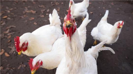 Ausgesetzte Masthühner sind in einem Wald erfroren. (Symbolbild)