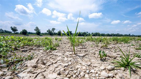 Ausgetrocknet ist eine Sandbank an der Niedrigwasser führenden Donau.