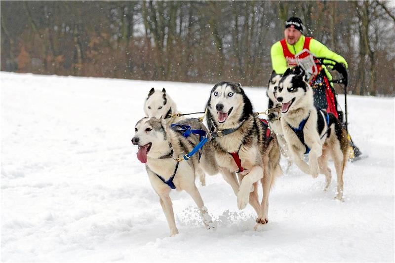 Oberharzer Schlittenhunde-Abenteuer abgesagt Ausreichend Schnee, das ist die Grundlage für den Wettkampf am ersten Februar-Wochenende. Foto: Süss