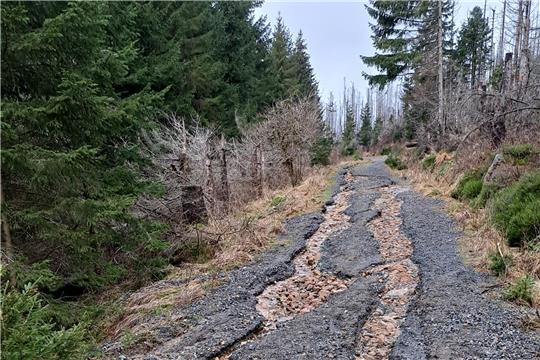 Ausspülung auf dem Oberen Königsberger Weg im Nationalpark Harz. Foto: Jens Geffert