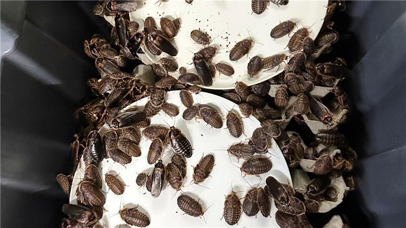 Australien verbietet das Züchten exotischer Arten größtenteils - aus Sorge um seine einzigartige Tierwelt.