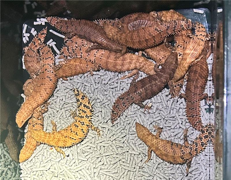 Australische Reptilien wurden von der Polizei beschlagnahmt.