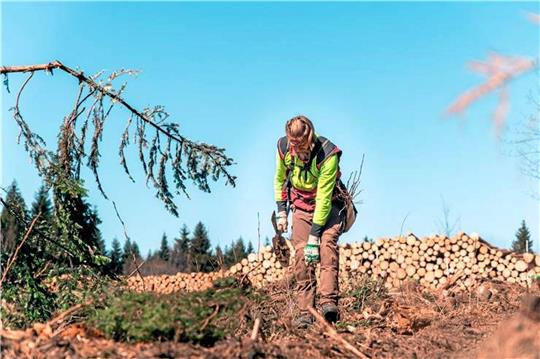 Auszubildende aus dem Forstamt Wolfenbüttel helfen bei der Wiederbewaldung im Harz. Unweit der B4 pflanzten die angehenden Forstwirte Erlen auf ehemaliger Fichtenfläche am sogenannten Sonnenstübchen nahe dem Marienteich. Foto: Landesforsten