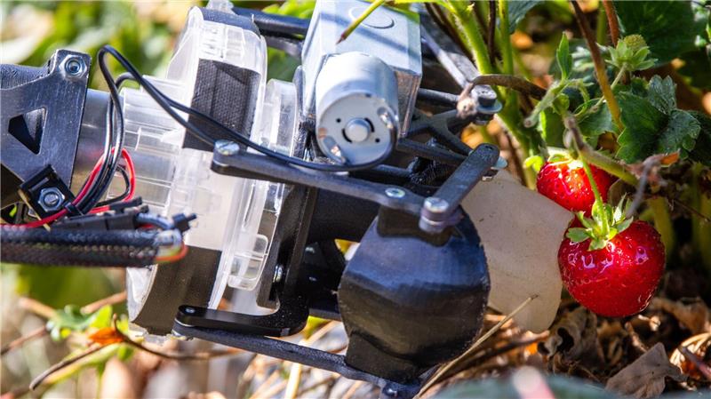 Automatische Erdbeerernte in Hohen Wieschendorf (Mecklenburg-Vorpommern).