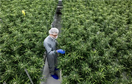 Axel Gille, Präsident von Aurora Europe, begutachtet Cannabispflanzen in einem Blütenraum der Produktion im Chemiepark Leuna. Als einziges Unternehmen in Sachsen-Anhalt hat das Pharmaunternehmen Aurora erstes medizinisches Cannabis an die deutsche Cannabisagentur ausgeliefert. Foto: Hendrik Schmidt/dpa