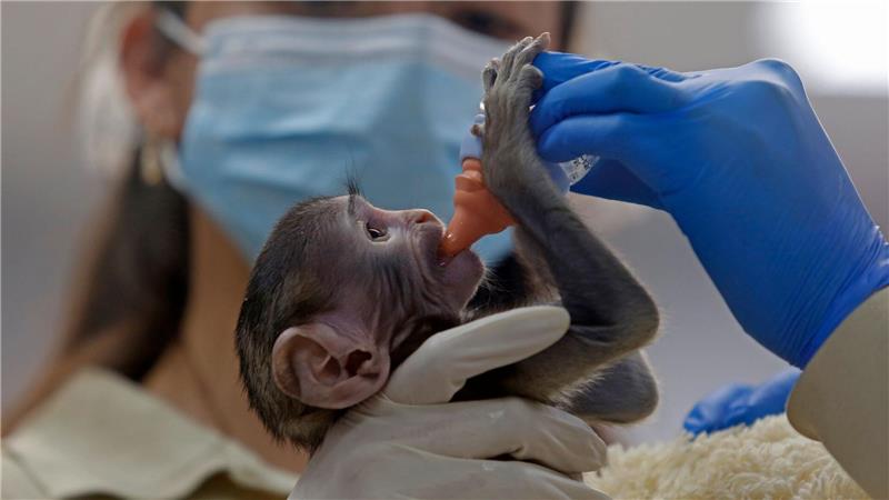 Baby Yuji wird von Pflegern im Zoo der Stadt Guadalajara versorgt. 
