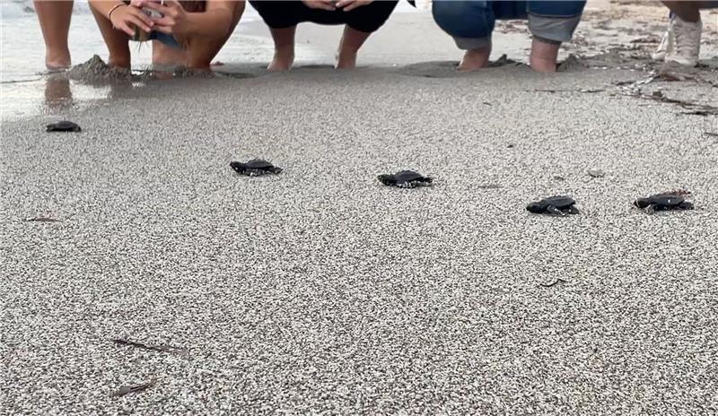 Viele Schildkrötenbabys im westlichen Mittelmeer Babymeeresschildkröten am korsischen Strand Capo di Feno auf dem Weg Richtung Meer.