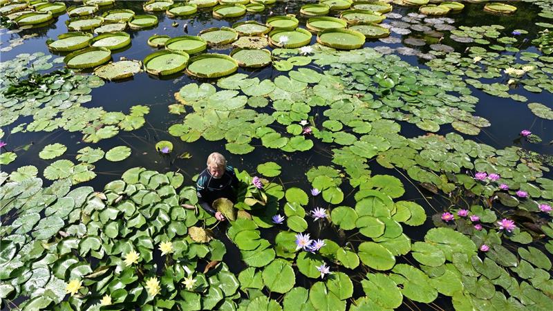 Bilder des Tages Bad im Seerosenteich - Gärtner Achim bei der Pflanzenpflege